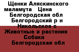 Щенки Аляскинского маламута › Цена ­ 7 000 - Белгородская обл., Белгородский р-н, Никольское с. Животные и растения » Собаки   . Белгородская обл.